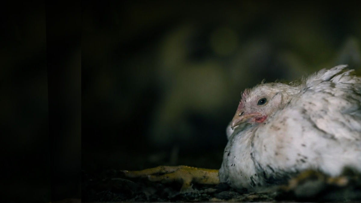 A frankenchicken broiler lying on the ground in pain